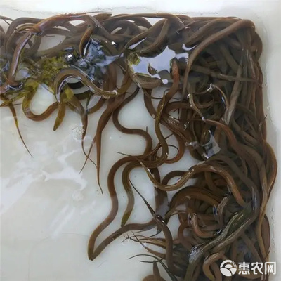 正大9號(hào)黃鱔苗 優(yōu)質(zhì)養(yǎng)殖的新選擇