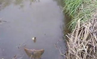 塘邊不舍的執(zhí)著 癡迷釣起此魚(yú)的男子