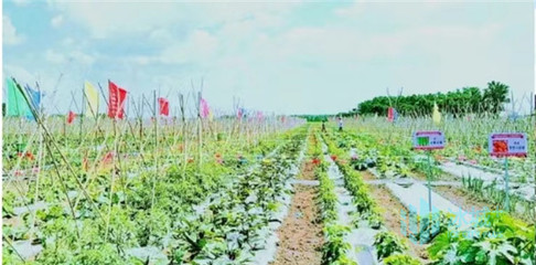 菜園革命！雙城升級打造休閑農業體驗區，池塘垂釣引領田園新風尚