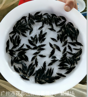 廣東名優桂花魚苗直銷基地——廣西2-8公分桂魚苗批發報價及池塘垂釣服務指南