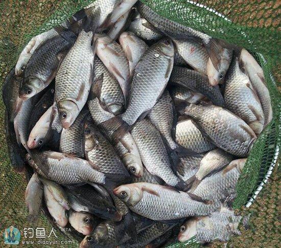 化氏秘籍 競技魚塘釣鯽魚餌料配方與實戰心得