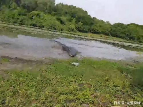 垂釣驚魂 當魚竿彎成滿弓那一刻，咬鉤的卻不止是魚……垂釣服務安全指南